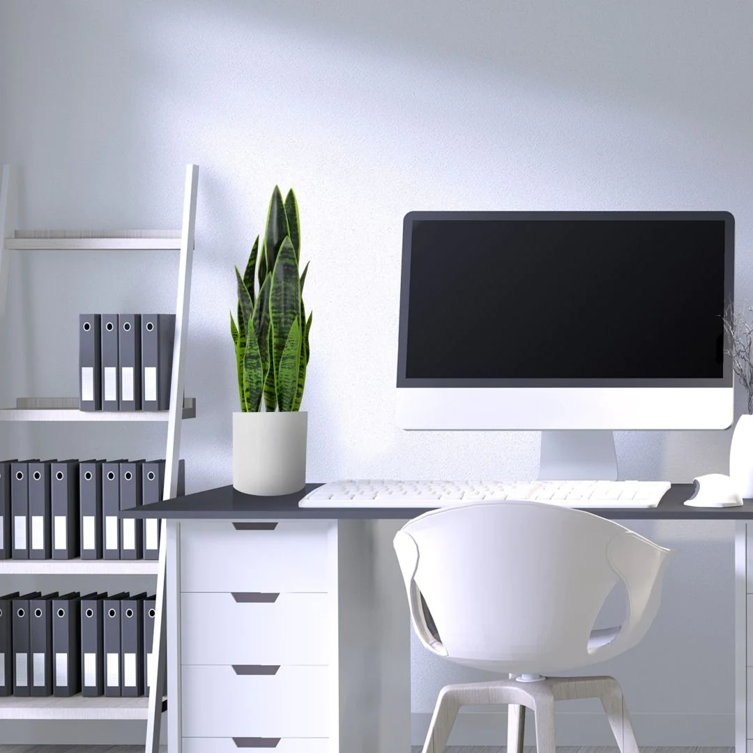 Kunstpflanze SANSEVIERIA von HJH - Produktbild 6 von 7