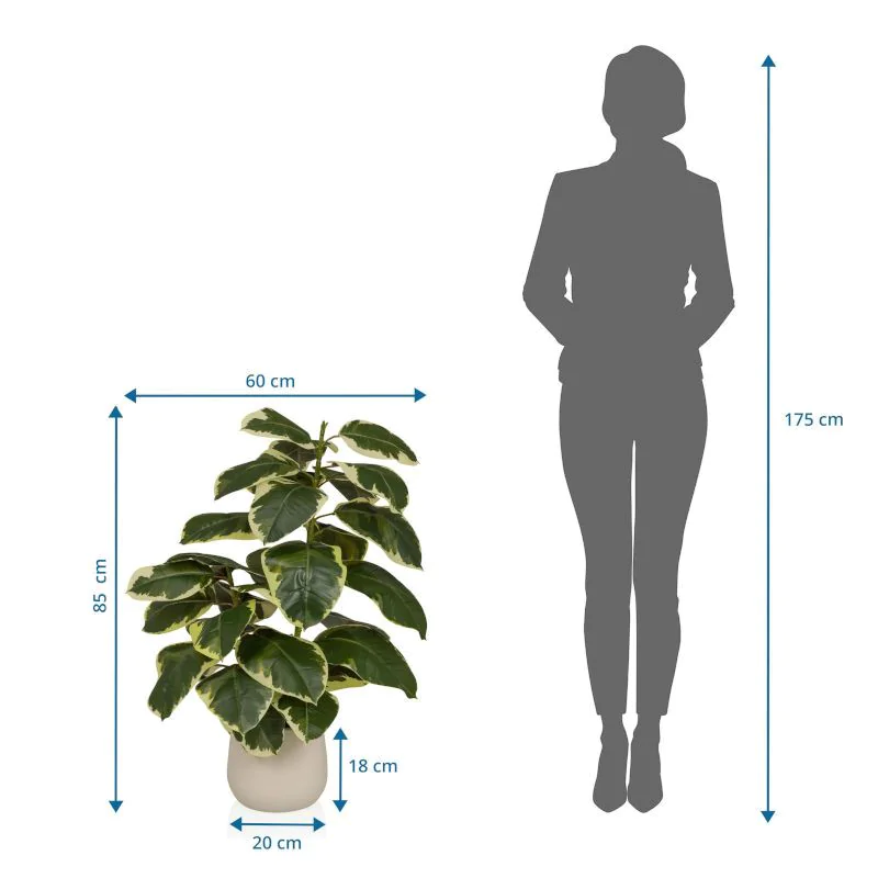 Kunstpflanze Ficus von HJH - Produktbild 4 von 4